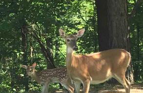 Bear Den on Lake Ouachita 2BR Condo at Mountain Harbor Resort - Foto 87