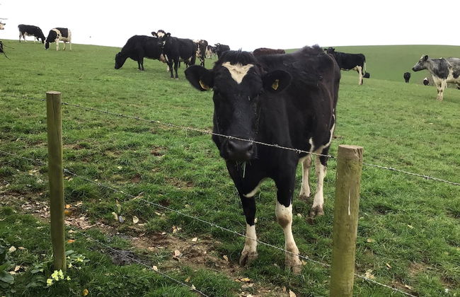 Cozy Camborne Studio Retreat With two Single Beds - Foto 18