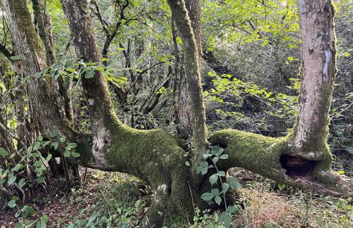 Saddlers Cottage, Berllandeg Farm - Foto 34