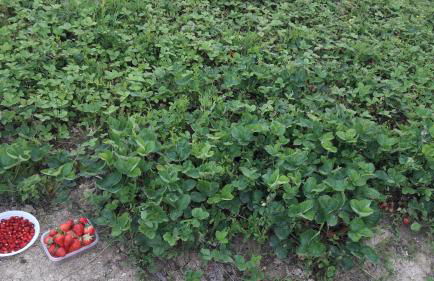 Azienda Agrituristica Colle San Giorgio - Foto 33