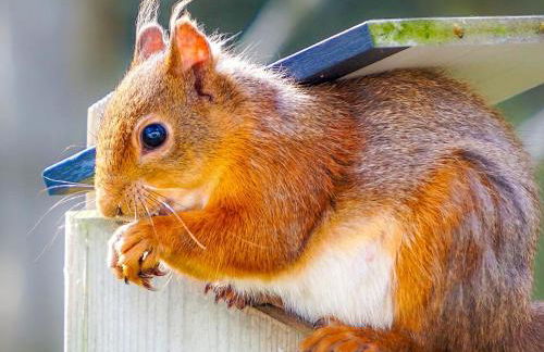 The Byre - by Where Stags Roar - Foto 17