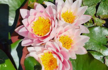 Masseria San Cosimo - Foto 30