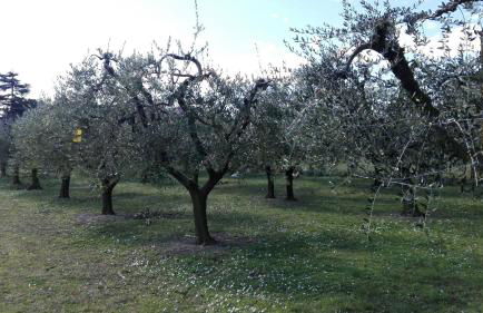 Country house bike friendly Famiglia Belleggia - Foto 13