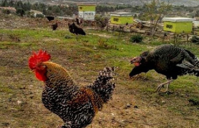 Tzionis Petroktisto Holiday Stonehouse - Photo 52