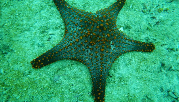 Beginner’s Dive: Your First Underwater Adventure - Photo 3