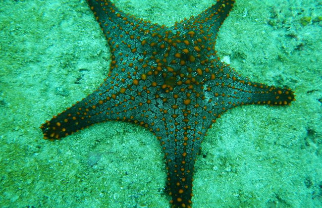 Beginner’s Dive: Your First Underwater Adventure - Photo 3