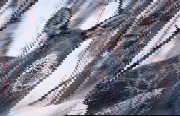 Trekking al Parco Nazionale di Abisko - Foto 5