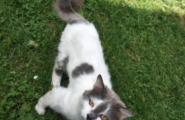 Agriturismo Borgo Ornina - Foto 64