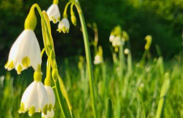 Happy Sparrow - Foto 51