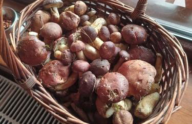 Domek w Ocyplu-Ocypelski Śpik ,Bory Tucholskie - Foto 22