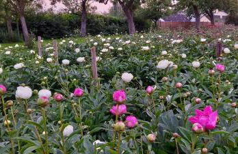 Bauernhof Sesterhenn - Foto 36