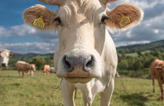 Pastelova Krova - domki w Bieszczadach - Foto 18