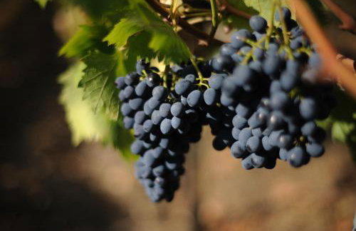 Agriturismo Tenuta Conti Faina - Foto 32