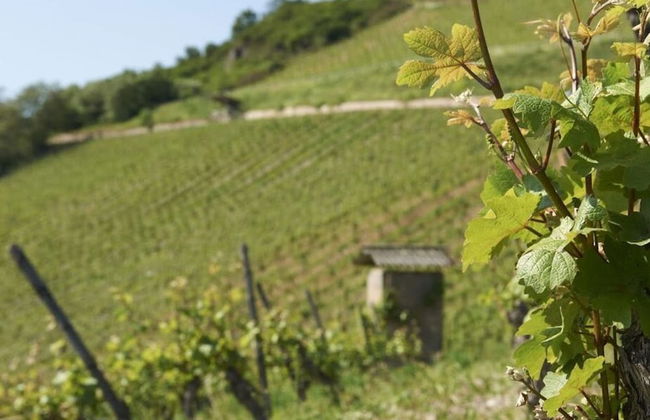 Apartment Pinot Noir - Foto 7