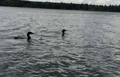 Lakefront Cottage Rental with Game Room near Ruth Lake, Minnesota - Photo 30