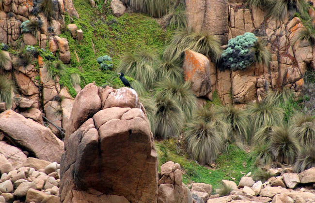 Paseo en barco por la Isla Phillip - Foto 9