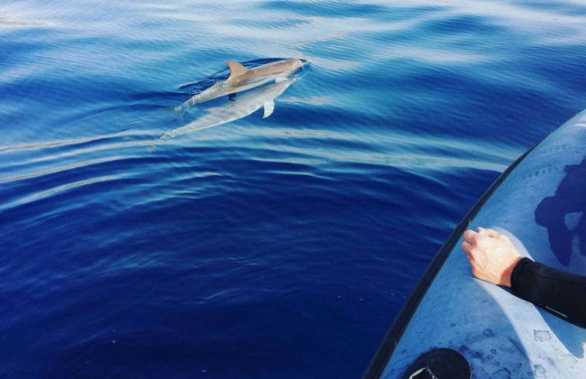 Whale & Dolphin Encounter - Photo 6