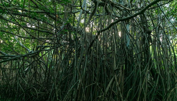 Manglares de Puerto Rico