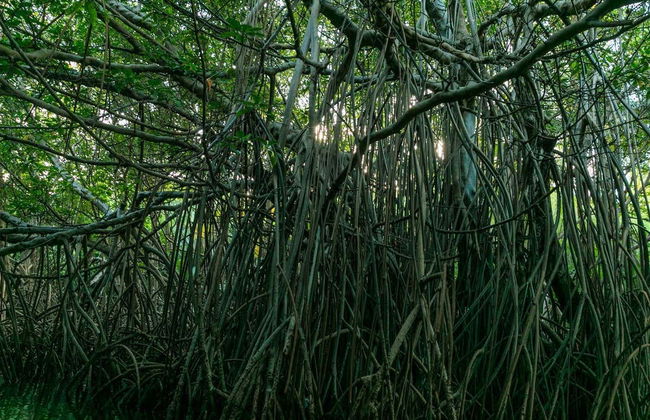Tour en kayak por la laguna Grande al anochecer - Foto 2
