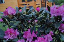 Mużakowski Zakątek - Foto 42