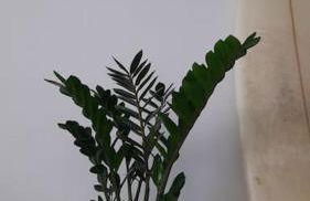 The 9 souls - pool view - Foto 22