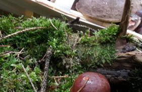 Ferienhaus Feldmann - Foto 25