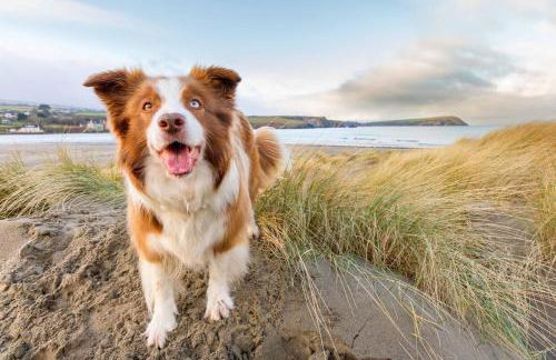 Ty Pren Bach - Foto 35