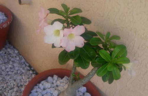 Chalés 4 Estações - Foto 36