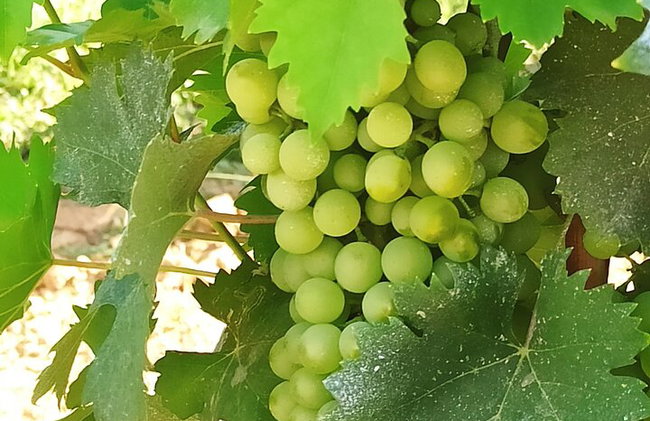 "Recorre las onduladas colinas de Chianti" con almuerzo y degustaciones de vino - Foto 37