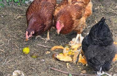 Chez Patricia en Beaujolais - Foto 48