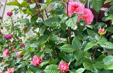 Gite 1er Cru - La Loubertine - Foto 44