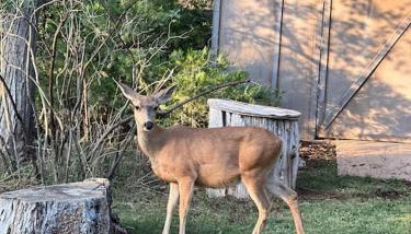 Sequoia Retreat- Spacious Cabin, Hot tub, & Sundeck - Foto 4