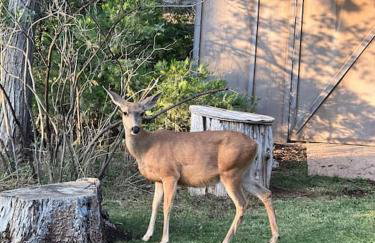 Sequoia Retreat- Spacious Cabin, Hot tub, & Sundeck - Foto 4