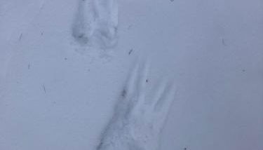 Ferienhaus-stadtkyll-eifel Beim Förster mit zwei Schlafzimmern - Foto 3