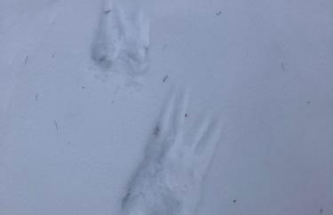 Ferienhaus-stadtkyll Beim Förster - Foto 3