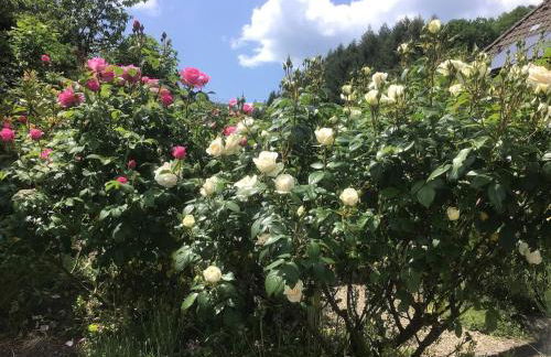 Apartment Rose - Photo 18