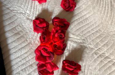 Magnolia duplex - Photo 18