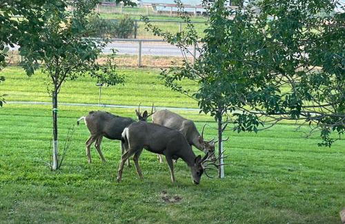 Silver Ranch - Foto 11