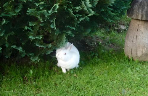 Haus Pfaff - Photo 12