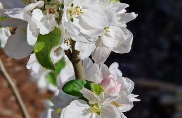 Wohnung Adlerhorst in Eversen-Heide - Foto 7