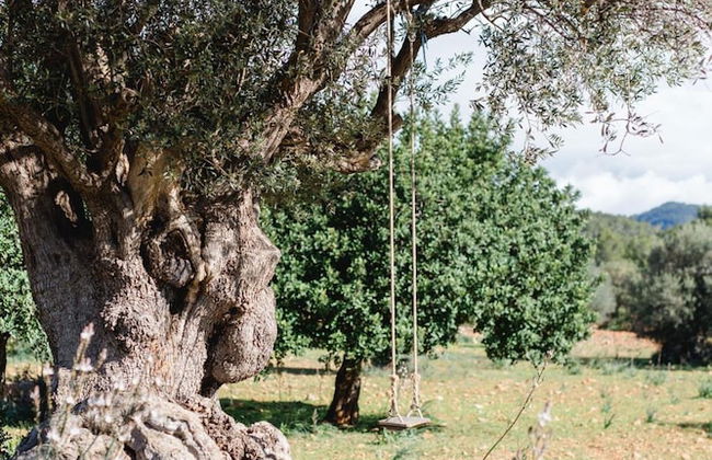 Finca Es Cabas - Photo 52