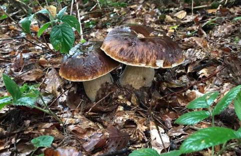 Le hameau de Donnedevie - Foto 33