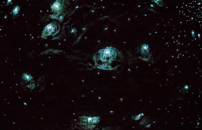 Excursão às Glow Worm Caves da montanha Tamborine - Foto 3