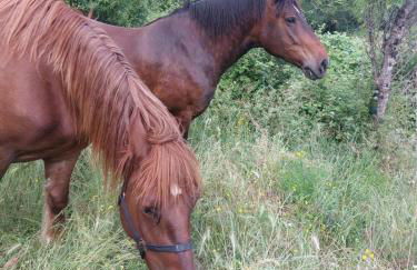 Agriturismo Podere Tegline - Foto 21