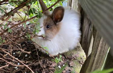 Planatschhof - Photo 61