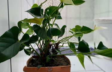 Casa Privativa com Varanda Gourmet e Churrasqueira- Pet Friendly- Wi-Fi e Garagem - Photo 25