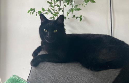 Bright and spacious 1 bed flat in Camberwell - Photo 18