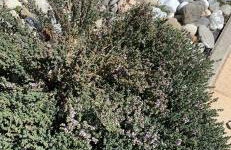 Dione Villa - Foto 20