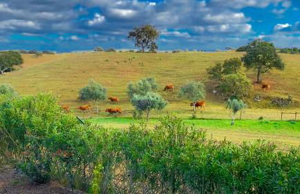 Vale da Lama - Foto 24