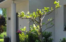 Villa ENERGY - Foto 3